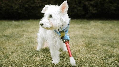 Background image for Mission: Im-paw-sible