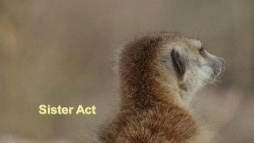 Meerkat Manor Season 3 Episode 3 - Sister Act