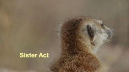 Meerkat Manor Season 3 Episode 3 - Sister Act