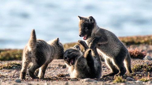 The Wild Canadian Year Season 1 Episode 1 - Spring