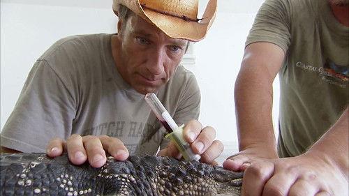 Dirty Jobs Season 3 Episode 14 - Alligator Egg Collector