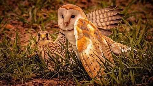 Springwatch Season 17 Episode 10 - Episode 10