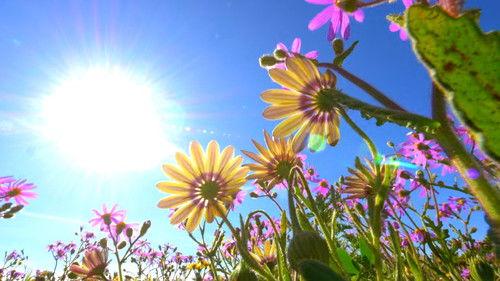 Africa's Wild Year Season 1 Episode 1 - Spring