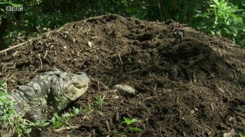 Andy's Wild Adventures Season 1 Episode 13 - Caiman