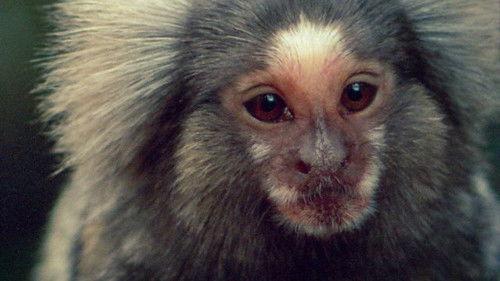 Life on Earth Season 1 Episode 12 - Life in the Trees