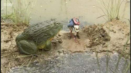 Andy's Wild Adventures Season 2 Episode 15 - Bull Frogs