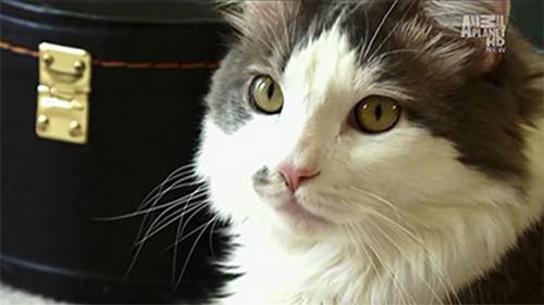 My Cat from Hell Season 2 Episode 4 - Pissed Off!