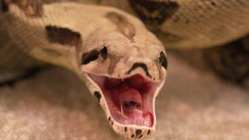 72 Dangerous Animals: Latin America Season 1 Episode 6 - Episode 6