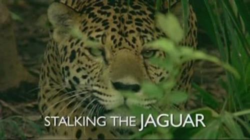 Natural World Season 24 Episode 14 - Stalking the Jaguar