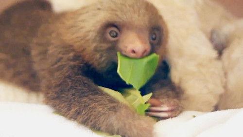 World's Funniest Animals Season 1 Episode 14 - Episode 114