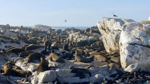 Africa's Wild Horizons Season 2 Episode 4 - Crowded Islands