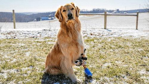 Background image for Marvelous Millie