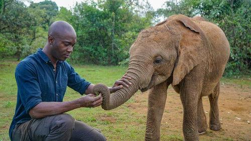 Wild Animals Babies Season 1 Episode 1 - Single Kids