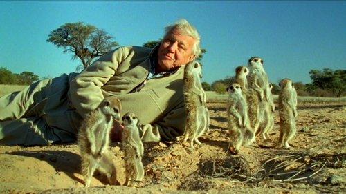 Nature Season 31 Episode 6 - Attenborough's Life Stories: Understanding the Natural World