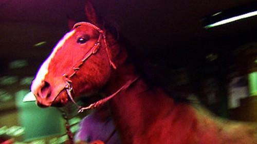 Bar Rescue Season 3 Episode 9 - A Horse Walks Into a Bar