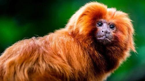 Jonahs dyreverden Season 2 Episode 10 - Episode 10