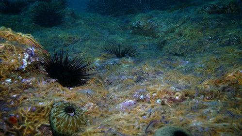 Round Planet Season 1 Episode 3 - Oceans