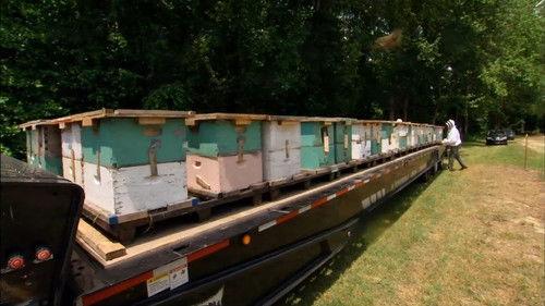 Shipping Wars Season 4 Episode 11 - Bidder Bee-ware!