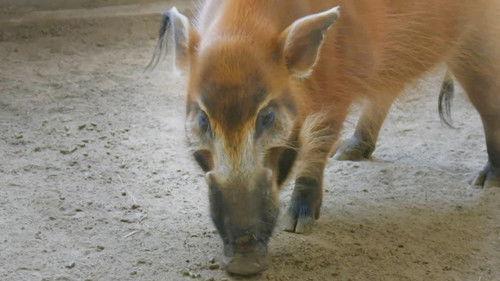 The Zoo: San Diego Season 2 Episode 4 - Hog Wild