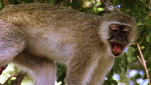 Africa's Deadliest Season 3 Episode 3 - Ambush Hunters