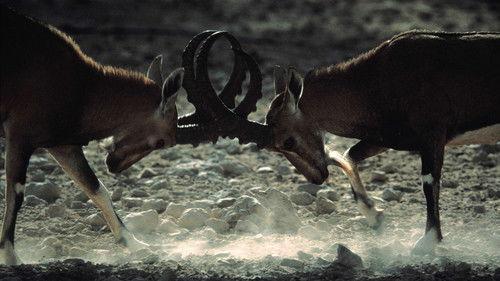 Nature Season 21 Episode 11 - Lost World of the Holy Land