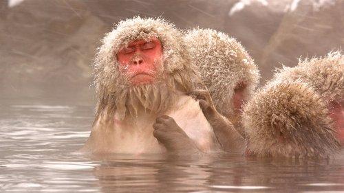 Nature Season 32 Episode 16 - Snow Monkeys
