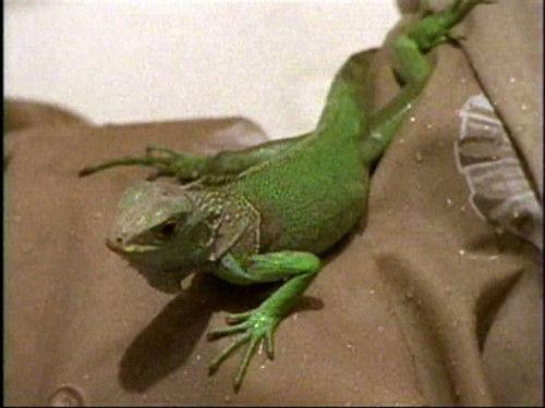 Are You Afraid of the Dark? Season 5 Episode 4 - The Tale of the Chameleons