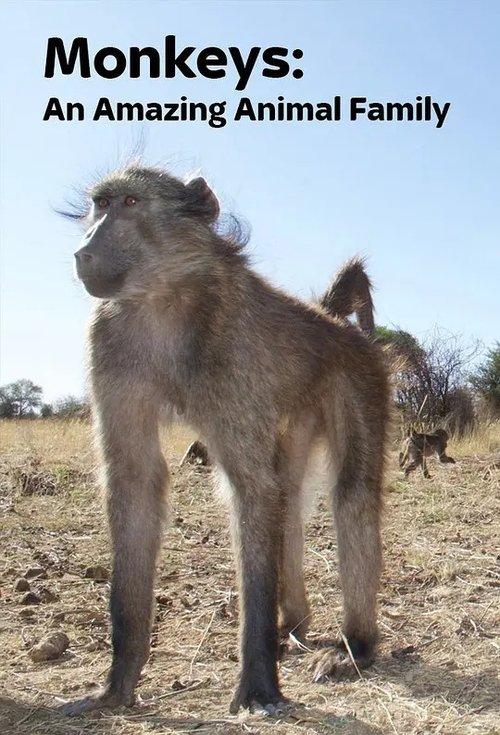 Monkeys: An Amazing Animal Family poster