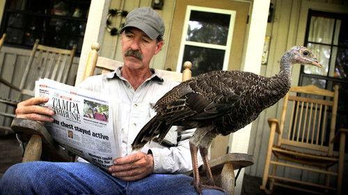 Natural World Season 31 Episode 1 - My Life as a Turkey