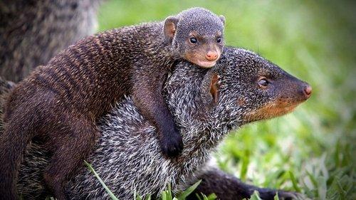 Banded Brothers: The Mongoose Mob Season 1 Episode 1 - Episode 1