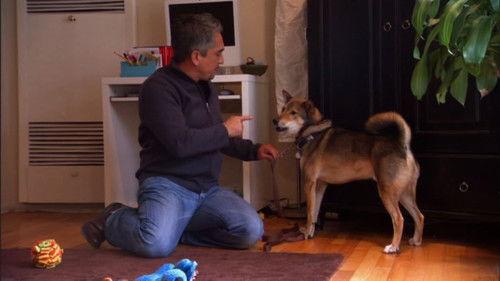 Dog Whisperer Season 4 Episode 2 - Episode 2