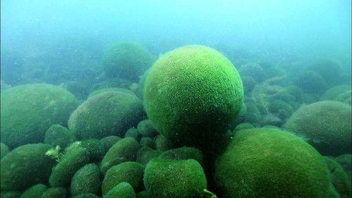 Wild Hokkaido! Season 2 Episode 23 - Akan’s Forest