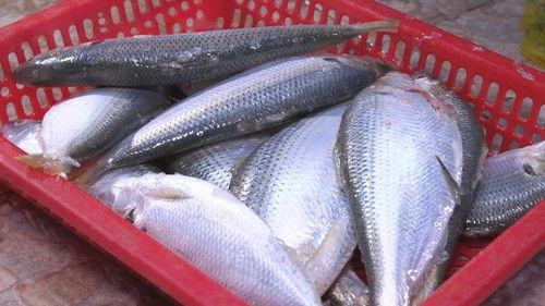 Huh Young Man's Food Travel Season 1 Episode 17 - Episode 17