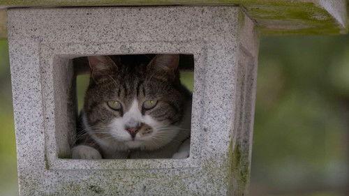 A Cat's-Eye View of Japan Season 3 Episode 15 - Fukui: Tojinbo Cliffs and Lacquerware