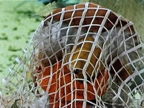 The Wombles Season 1 Episode 9 - The Invisible Womble