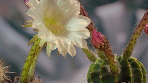 Kingdom of Plants Season 1 Episode 3 - Survival