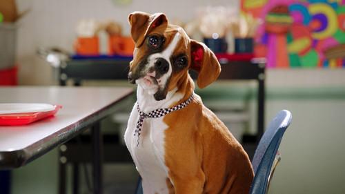 Pup Academy Season 1 Episode 14 - Spark Wants Back