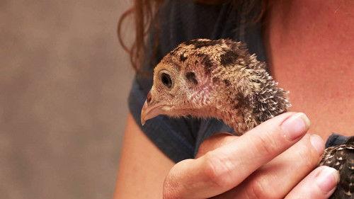 The Incredible Dr. Pol Season 10 Episode 9 - Itchin' for a Stichin'