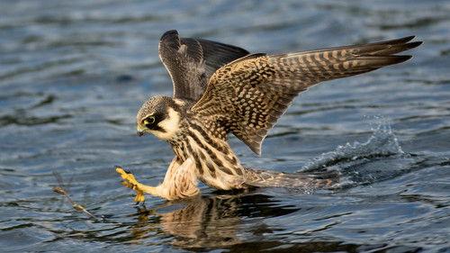 Wild Isles Season 1 Episode 4 - Freshwater