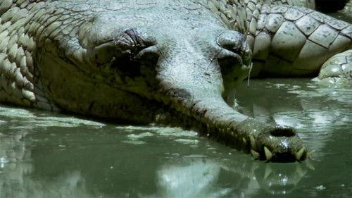 Wildest India Season 1 Episode 2 - Ganges: River of Life