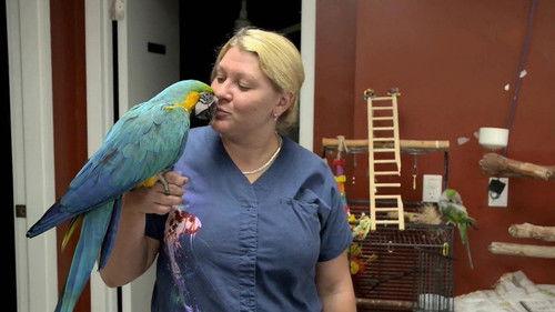 Dr. K's Exotic Animal ER Season 3 Episode 1 - Sumo Dragon