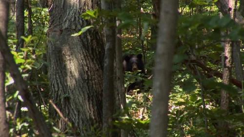 Mountain Men Season 9 Episode 14 - Meltdown: Loaded for Bear