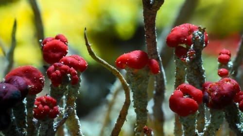 Background image for Chapter 3: Invaders of the Land