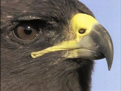 The Life of Birds Season 1 Episode 4 - Meat-Eaters