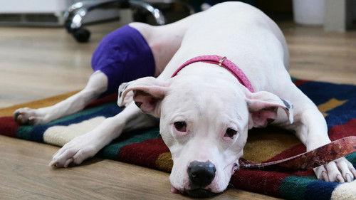 Background image for The Plot Chickens