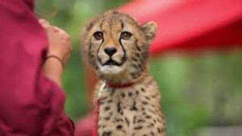 The Zoo: San Diego Season 1 Episode 3 - Yeti and the Cubs