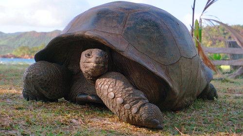 Aging in the Wild Season 1 Episode 2 - Reproduction