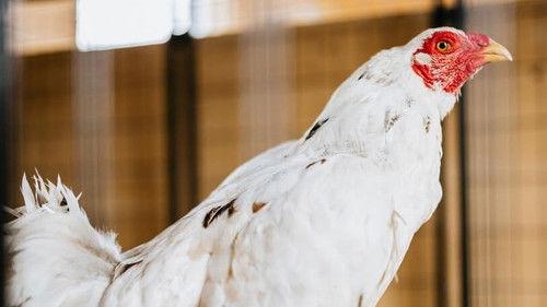 Saved By The Barn Season 1 Episode 3 - Cockfight Club