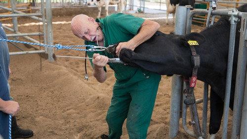 The Incredible Dr. Pol Season 13 Episode 6 - Hook. Line & Lemur