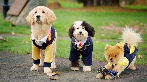 Pup Academy Season 2 Episode 3 - The Day of the Stray